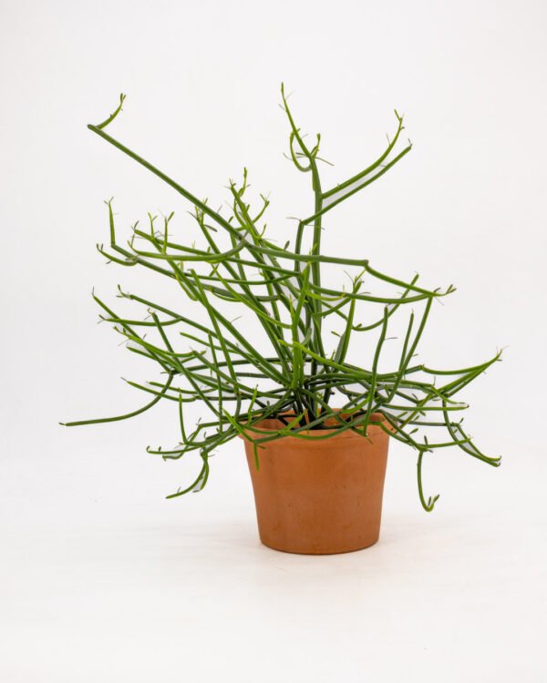 Euphorbia tirucalli - immagine 1