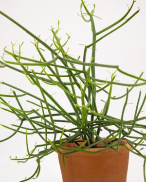 Euphorbia tirucalli - immagine 3