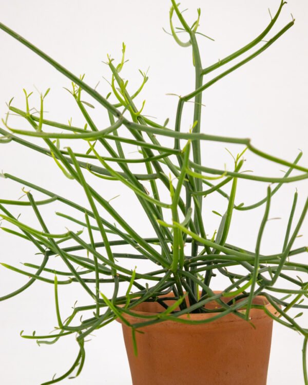 Euphorbia tirucalli - immagine 3