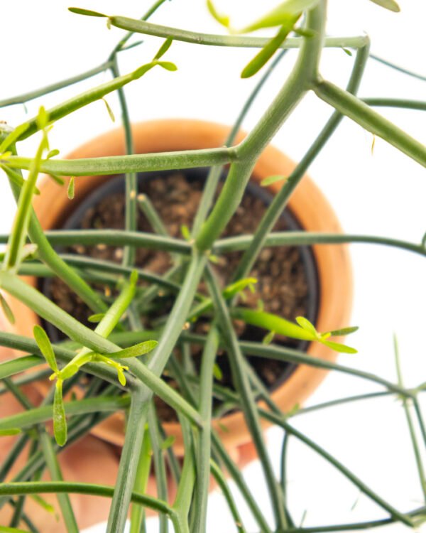 Euphorbia tirucalli - immagine 2