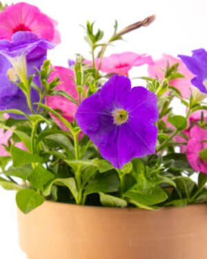 Petunia trixi - immagine 2