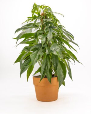 Epipremnum 'Baltic Blue'