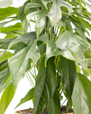 Epipremnum 'Baltic Blue' - immagine 3