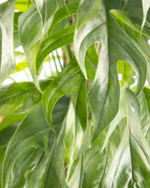 Epipremnum 'Baltic Blue' - immagine 2