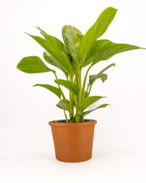 Aglaonema 'Diamond Bay'