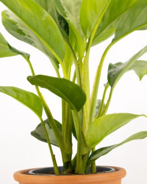 Aglaonema 'Diamond Bay' - immagine 3