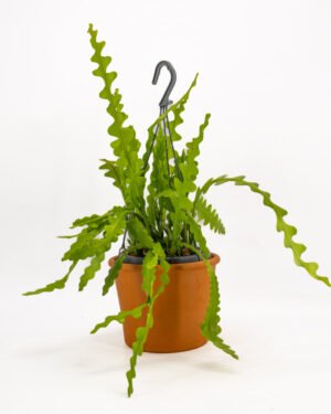 Epiphyllum anguliger