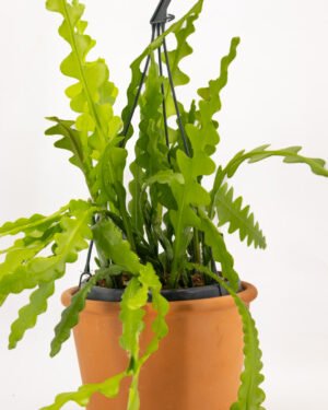 Epiphyllum anguliger - immagine 3