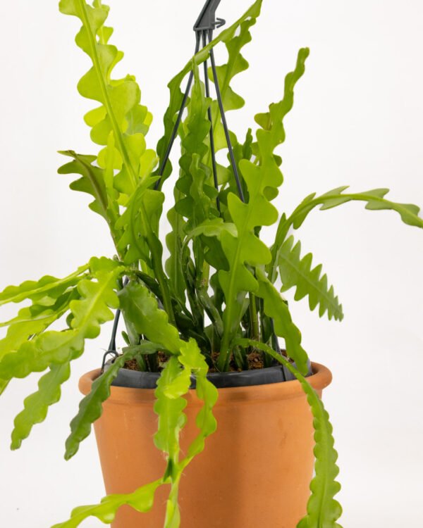 Epiphyllum anguliger - immagine 3