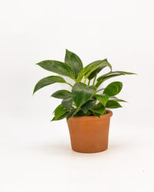 Philodendro 'White Measure'