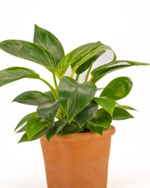 Philodendro 'White Measure' - immagine 3
