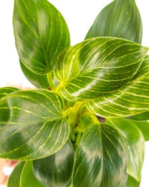 Philodendro 'White Measure' - immagine 2