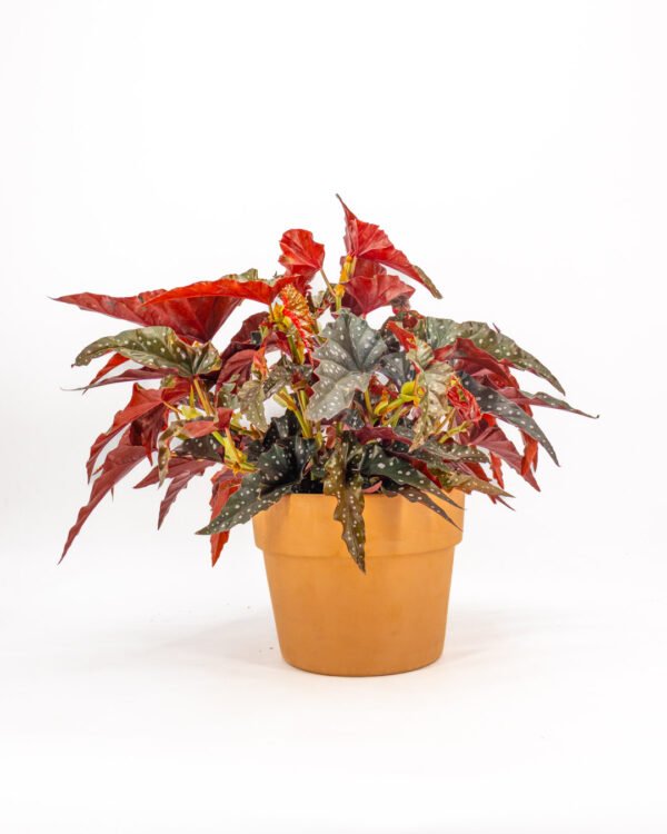Begonia maculata 'Black Forest' - immagine 1