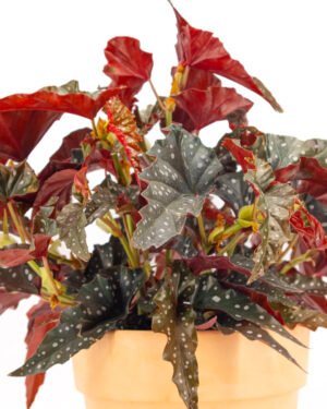 Begonia maculata 'Black Forest' - immagine 3