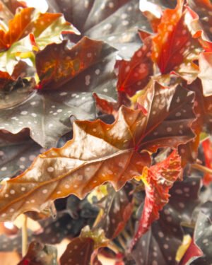 Begonia maculata 'Black Forest' - immagine 2