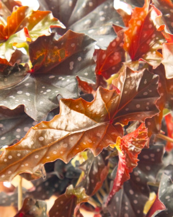 Begonia maculata 'Black Forest' - immagine 2
