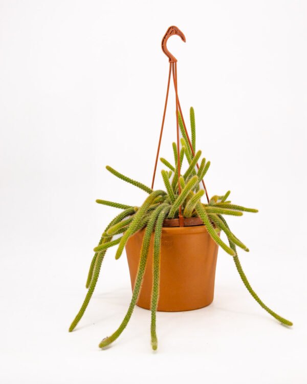 Cactus coda di topo - immagine 1