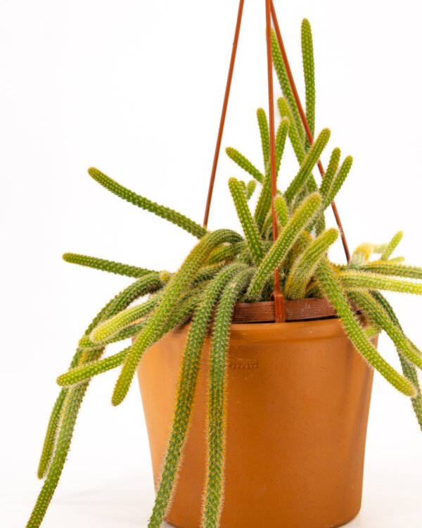 Cactus coda di topo - immagine 3