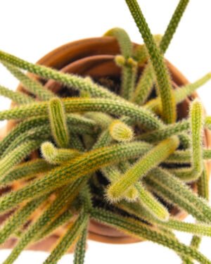 Cactus coda di topo - immagine 2