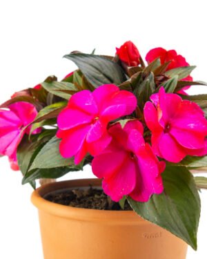 Nuova guinea - immagine 2