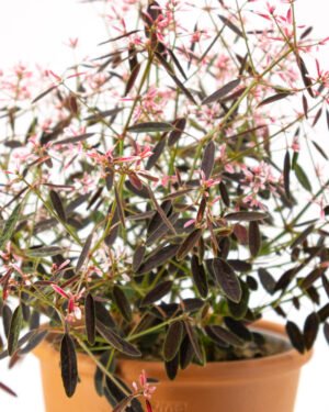 Euphorbia 'Shades in Pink' - immagine 2