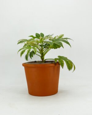 Fatsia japonica