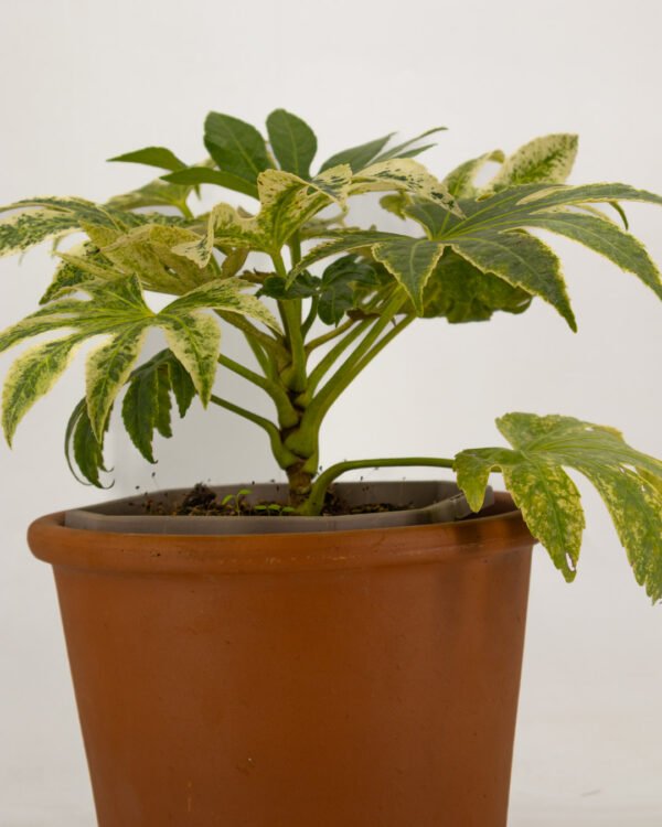 Fatsia japonica - immagine 3