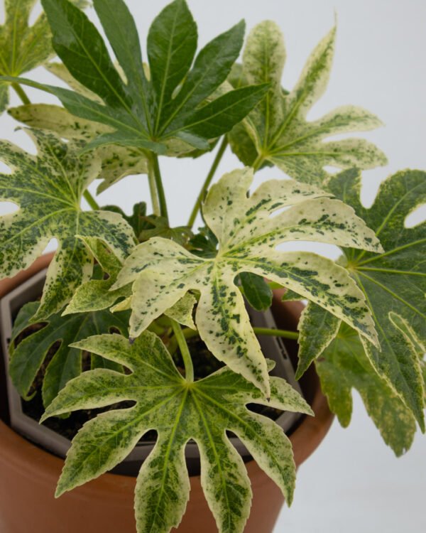 Fatsia japonica - immagine 2
