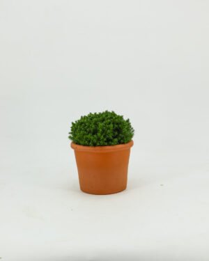 Hebe hybrid 'Green Boys' - immagine 2