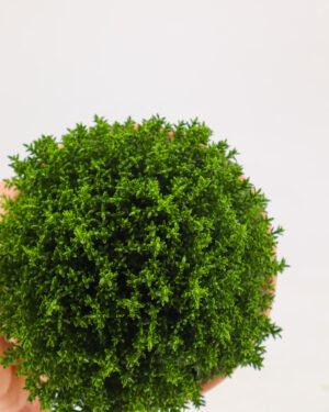 Hebe hybrid 'Green Boys' - immagine 3