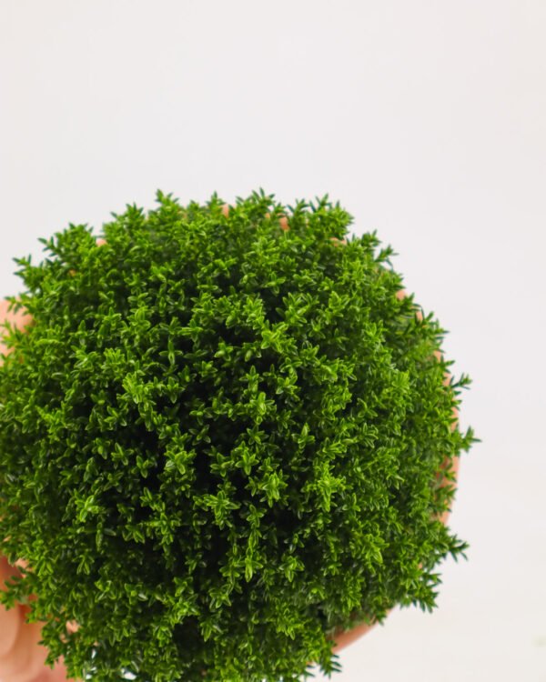 Hebe hybrid 'Green Boys' - immagine 3