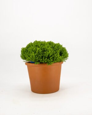 Hebe hybrid 'Green Boys'
