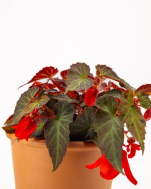 Begonia ricadente - immagine 3