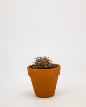 Gymnocal mihanovichii - immagine 3