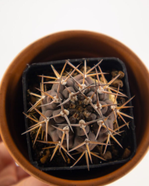 Gymnocal mihanovichii - immagine 2