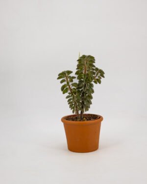Peperomia della preghiera