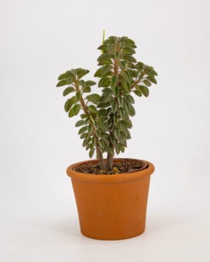 Peperomia della preghiera - immagine 3
