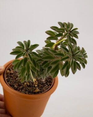 Peperomia della preghiera - immagine 2