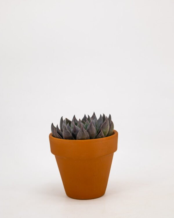 Echeveria mixed special - immagine 3