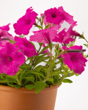 Vista bubblegum - immagine 2