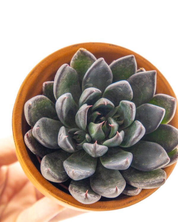 Echeveria mixed special - immagine 2