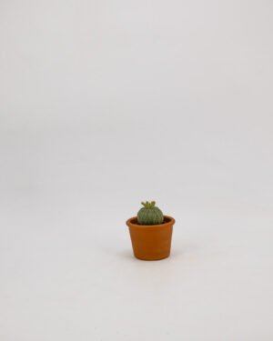 Euphorbia obesa