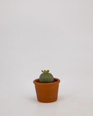 Euphorbia obesa - immagine 3