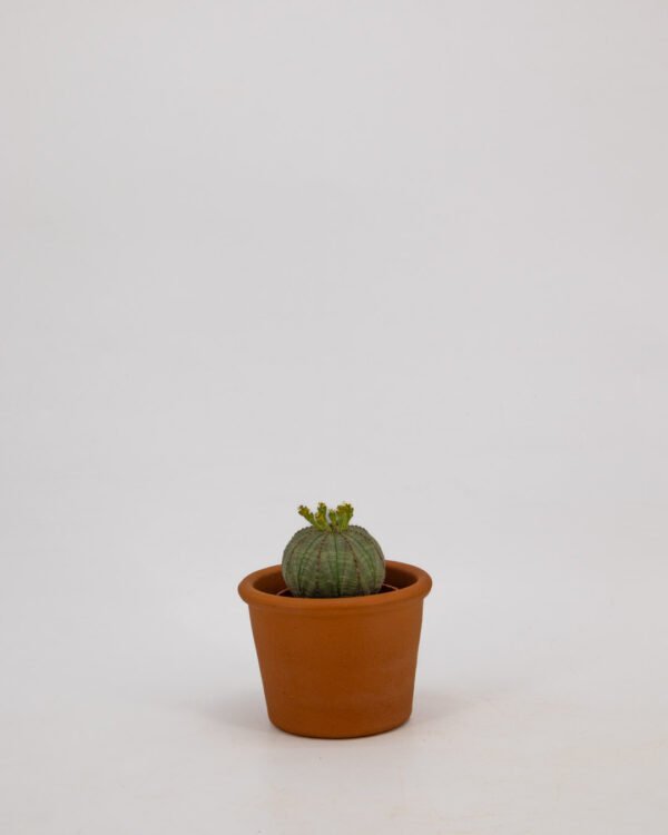 Euphorbia obesa - immagine 3