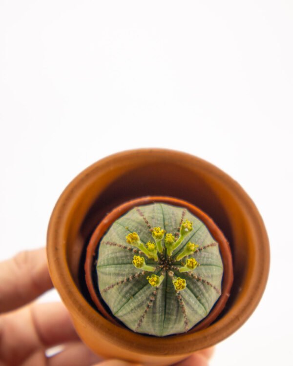Euphorbia obesa - immagine 2