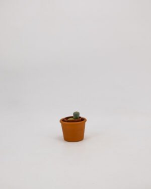 Lithops pseudotruncatella subsp archerae