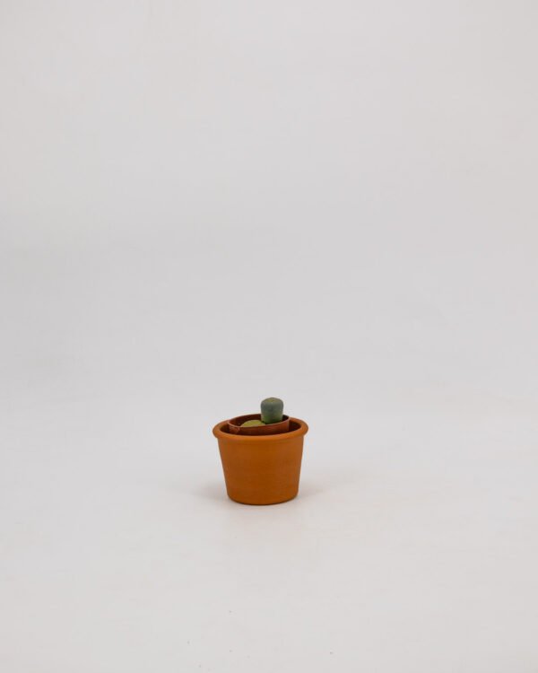 Lithops pseudotruncatella subsp archerae - immagine 1