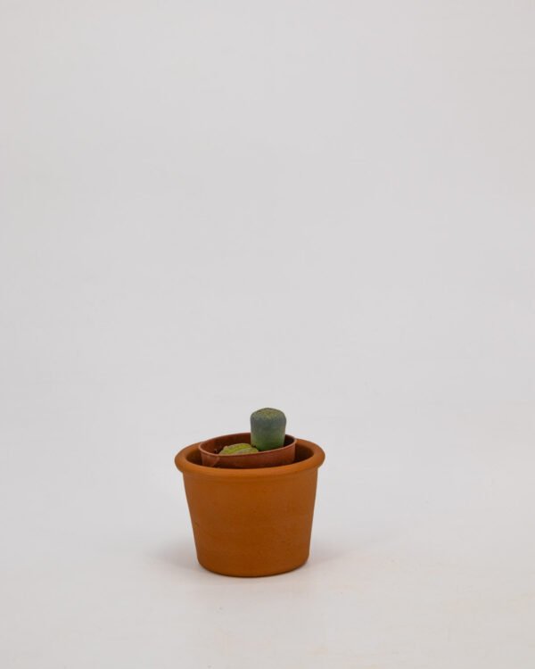 Lithops pseudotruncatella subsp archerae - immagine 3