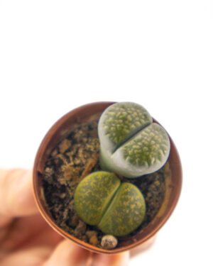 Lithops pseudotruncatella subsp archerae - immagine 2