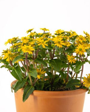 Sanvitalia - immagine 2